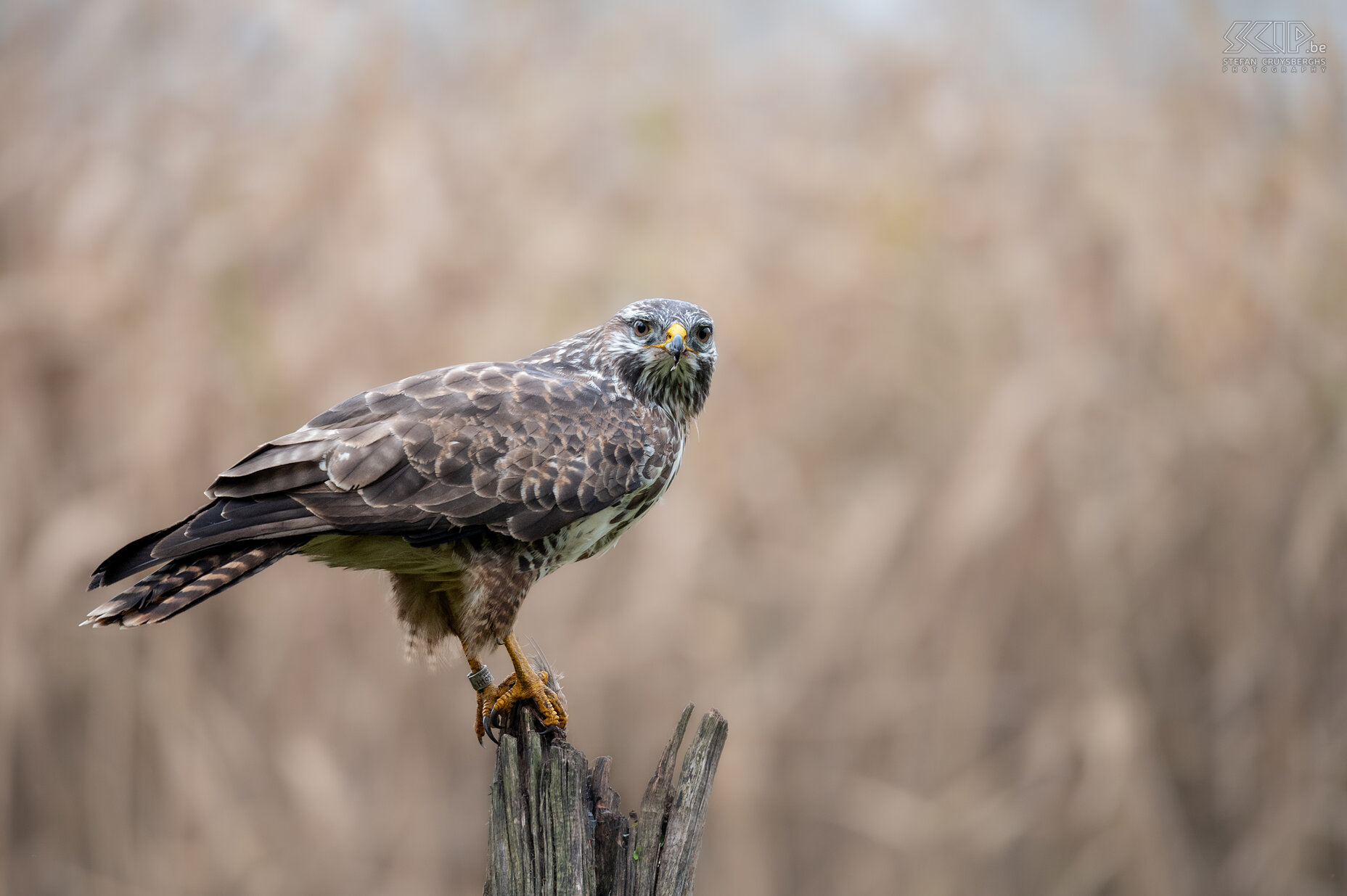 Buizerd Buizerd / Buteo buteo Stefan Cruysberghs